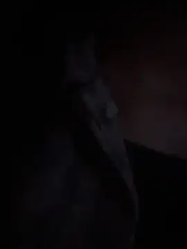 Snapshot of LilybethGray chatting on 11.19.25 LilybethGray online show from 11.19.25