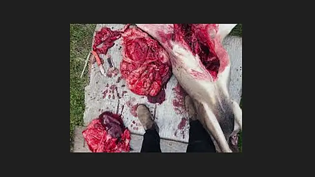 lisabaus online show from 04.12.26