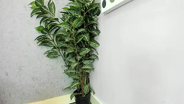 scarlett646 online show from 02.26.26