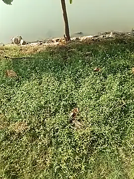 Snapshot of king_godgm chatting on 12.21.25 king godgm online show from 12.21.25