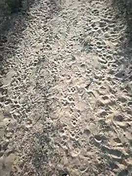 Snapshot of SmartLoda143 chatting on 11.19.25 SmartLoda143 online show from 11.19.25