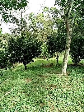 AlphaAlterX online show from 01.15.26