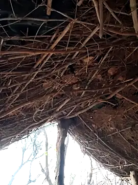 Snapshot of Janvi_Jaitly chatting on 12.05.25 Janvi Jaitly online show from 12.05.25