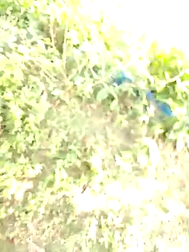 bigdaddyboy46 online show from 11.11.25