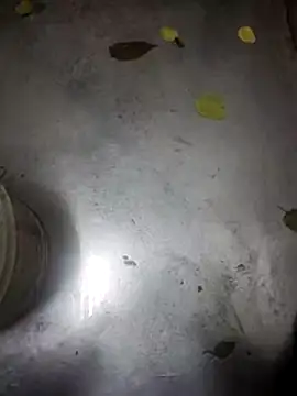 telugumodda4396 online show from 11.13.25