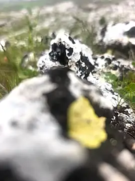 Sert erkek21 ysm online show from 04.09.26