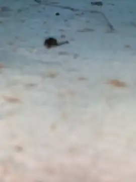 Ut kanchna online show from 10.26.25