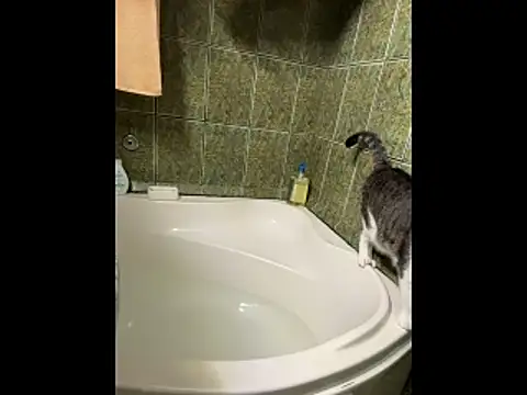 COBRAboySEXxh online show from 02.08.26