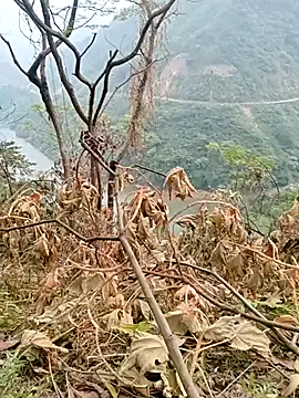 Snapshot of Mising5022 chatting on 12.04.25 Mising5022 online show from 12.04.25