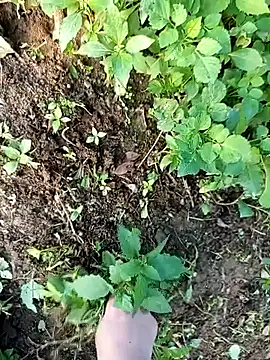 Snapshot of Fish_yellow chatting on 12.14.25 Fish yellow online show from 12.14.25