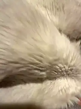 Snapshot of Jackoff2345 chatting on 10.26.25 Jackoff2345 online show from 10.26.25