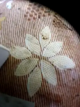 pino870 online show from 04.16.26