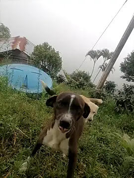 Snapshot of Ckinetor chatting on 01.11.26 Ckinetor online show from 01.11.26