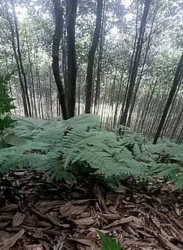 thuy-kieu online show from 01.09.26