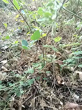 Hot Love77 online show from 12.02.25