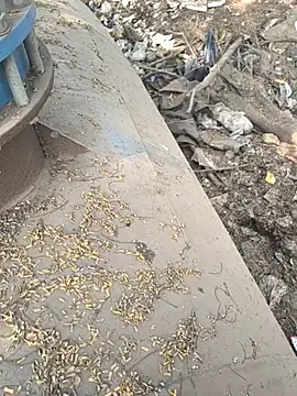 Playboy pune  online show from 11.26.25