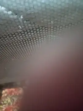 Ariee 199 online show from 12.04.25