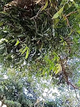 Avejkhan1630 online show from 12.14.25