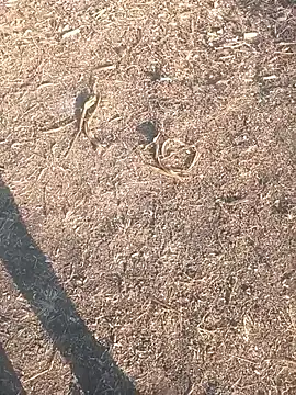 diwanamastan999 online show from 01.16.26