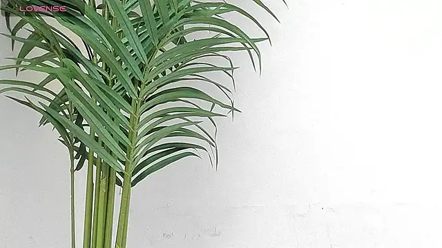 sebastamayo  online show from 01.09.26