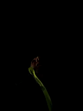 marcoboss online show from 12.13.25