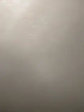 Camellia-Pink online show from 03.16.26