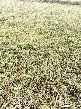 Snapshot of Sheela_Sex90 chatting on 04.06.26 Sheela Sex90 online show from 04.06.26