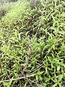 Snapshot of Sheela_Sex90 chatting on 04.16.26 Sheela Sex90 online show from 04.16.26