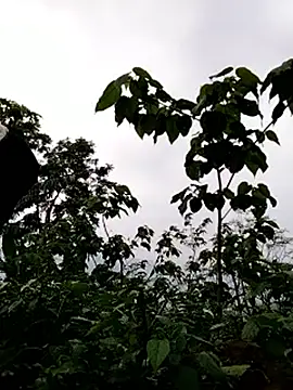 galaxy898 online show from 03.15.26