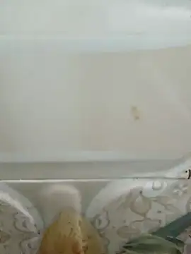 Pagelboy 089 online show from 03.19.26