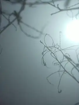 Snapshot of momo_loves chatting on 01.09.26 momo loves online show from 01.09.26