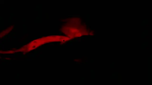 twink gabrielll online show from 01.12.26