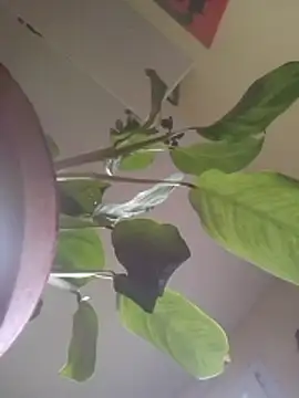 NickoHetero online show from 01.17.26