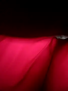 Hoa-tuylip online show from 04.11.26