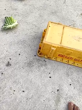 rubitrides11 online show from 02.07.26