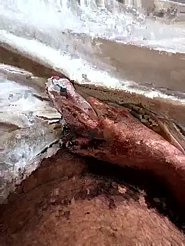 manish 8826 online show from 04.06.26