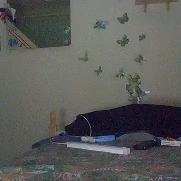 Porcellini2269 online show from 04.16.26