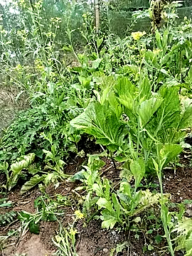 Snapshot of ngocbao11 chatting on 02.26.26 ngocbao11 online show from 02.26.26