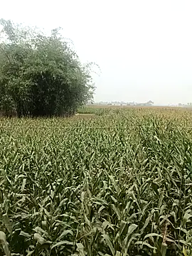 hot honey 66 online show from 04.18.26