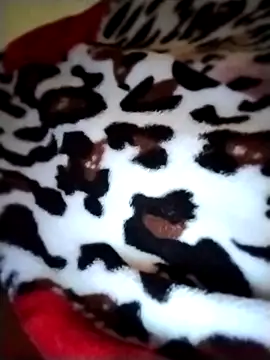 Sia9t online show from 04.23.26