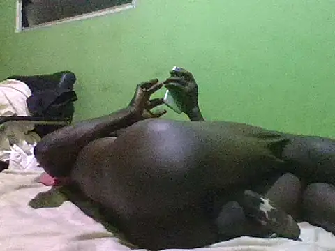 Snapshot of blakkvirus chatting on 12.15.24 blakkvirus online show from 12.15.24