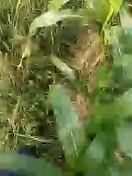 ThethunderPo online show from 03.29.26