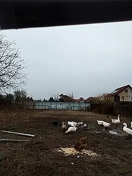 Snapshot of sarpe4 chatting on 11.08.25 sarpe4 online show from 11.08.25