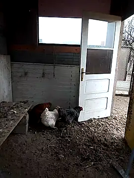 Snapshot of sarpe4 chatting on 11.22.25 sarpe4 online show from 11.22.25