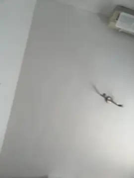 itsCassie online show from 10.13.25