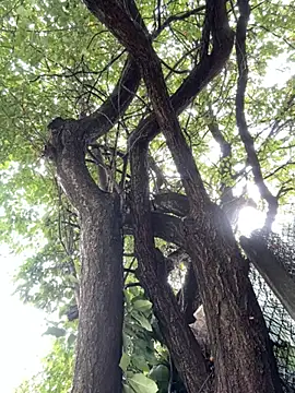 Snapshot of Night_dreams chatting on 09.20.25 Night dreams online show from 09.20.25