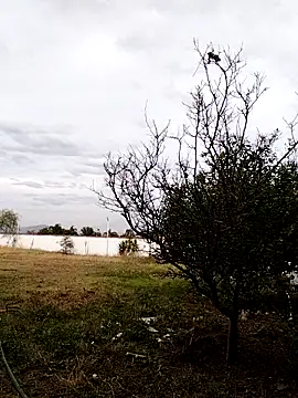 Chacal Armyy online show from 03.09.26