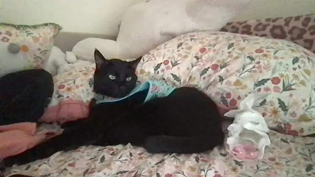 Snapshot of HYPHYtype chatting on 09.09.25 HYPHYtype online show from 09.09.25