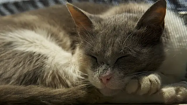 tattooed test online show from 12.18.24