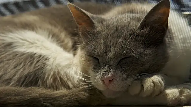 tattooed test online show from 12.30.24